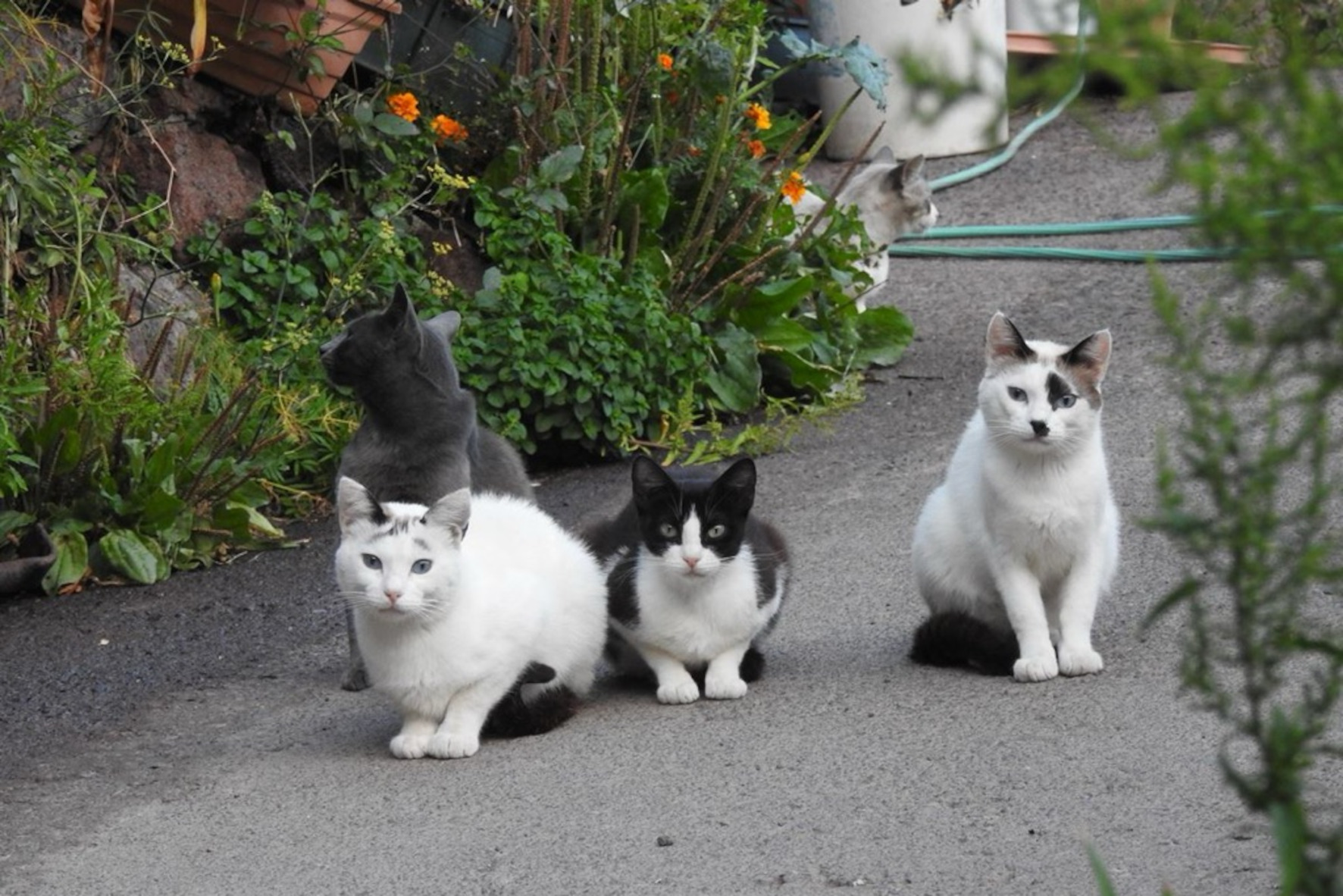 El Pinar mejora las condiciones de las colonias de gatos domésticos y esteriliza a más de ochenta ejemplares