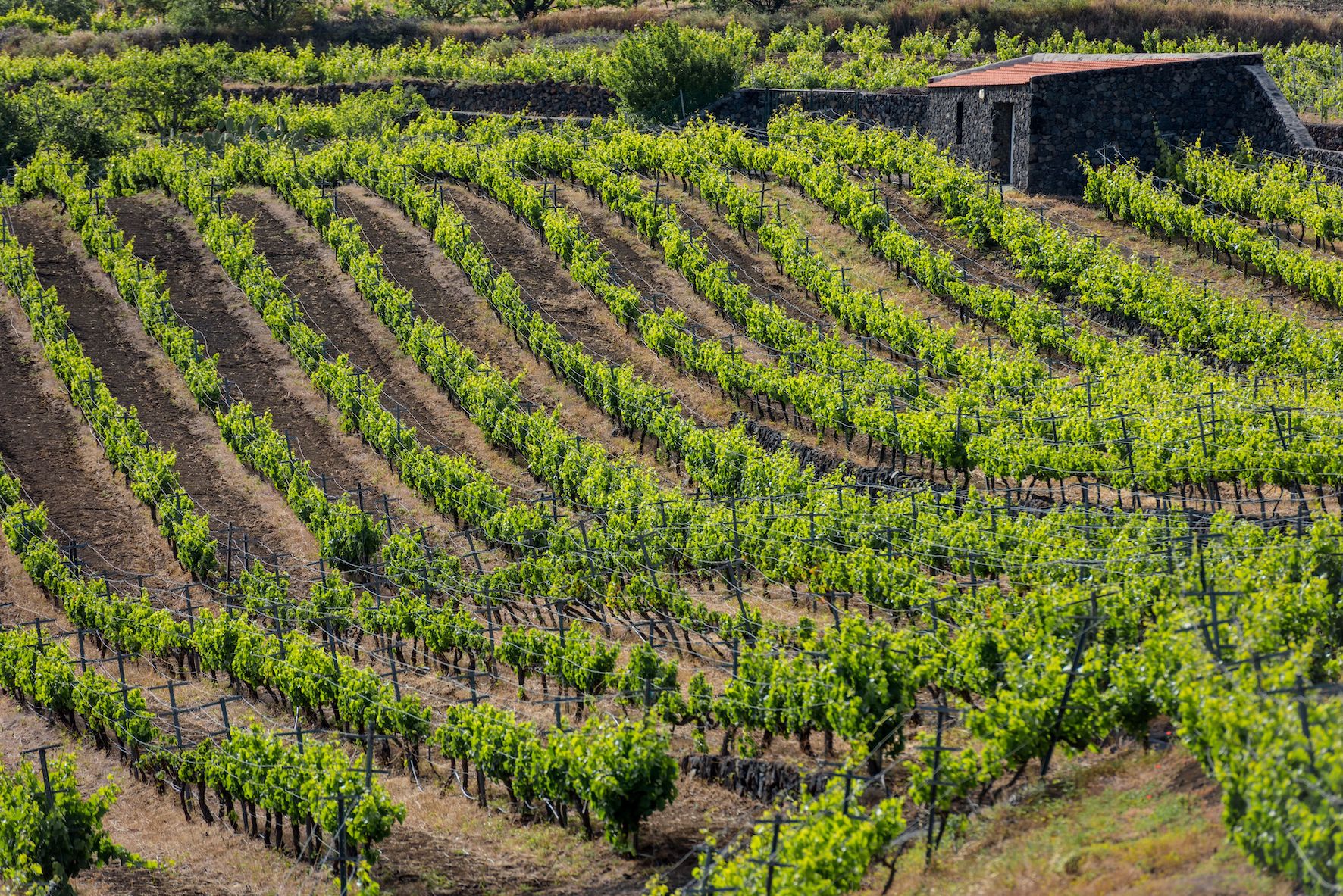 El Ayuntamiento de El Pinar de El Hierro, pone en marcha un curso de iniciación a la elaboración de vino artesanal