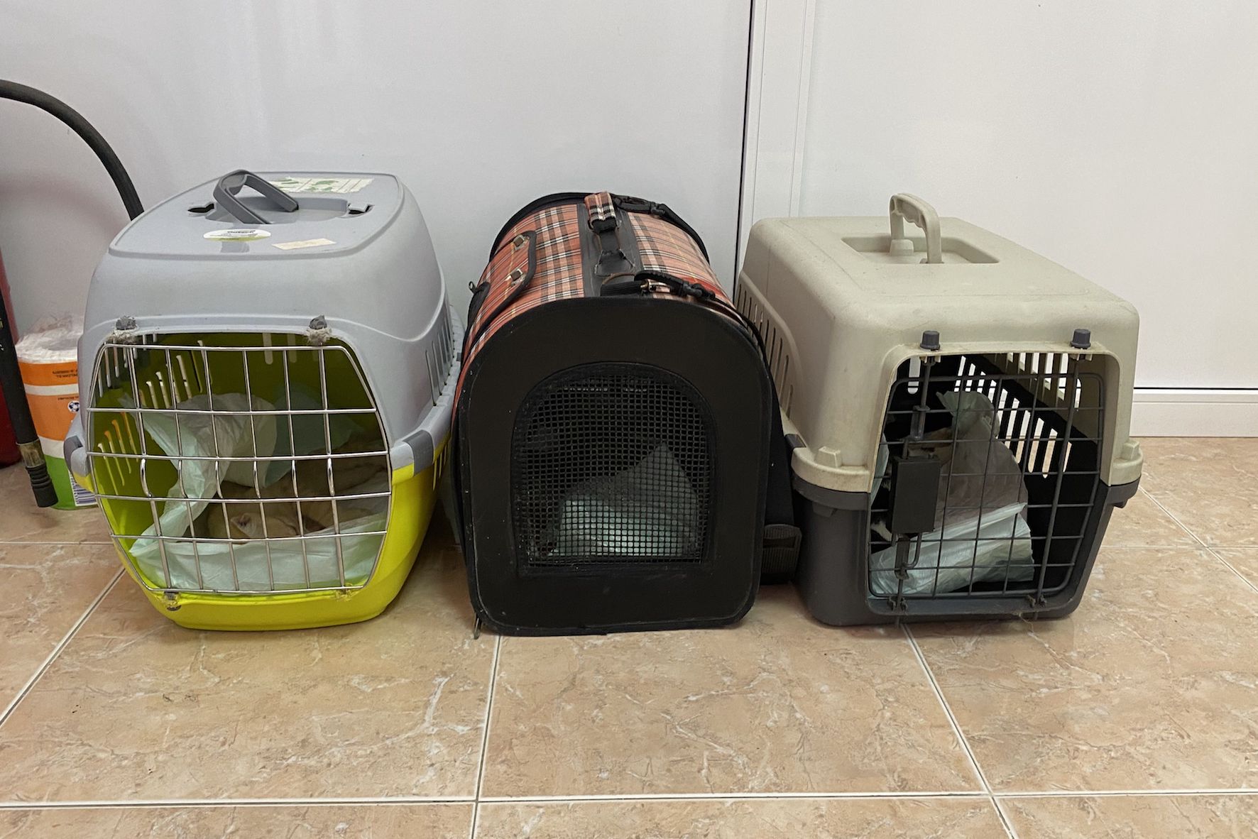 El Ayuntamiento lleva a cabo una esterilización masiva de gatos
