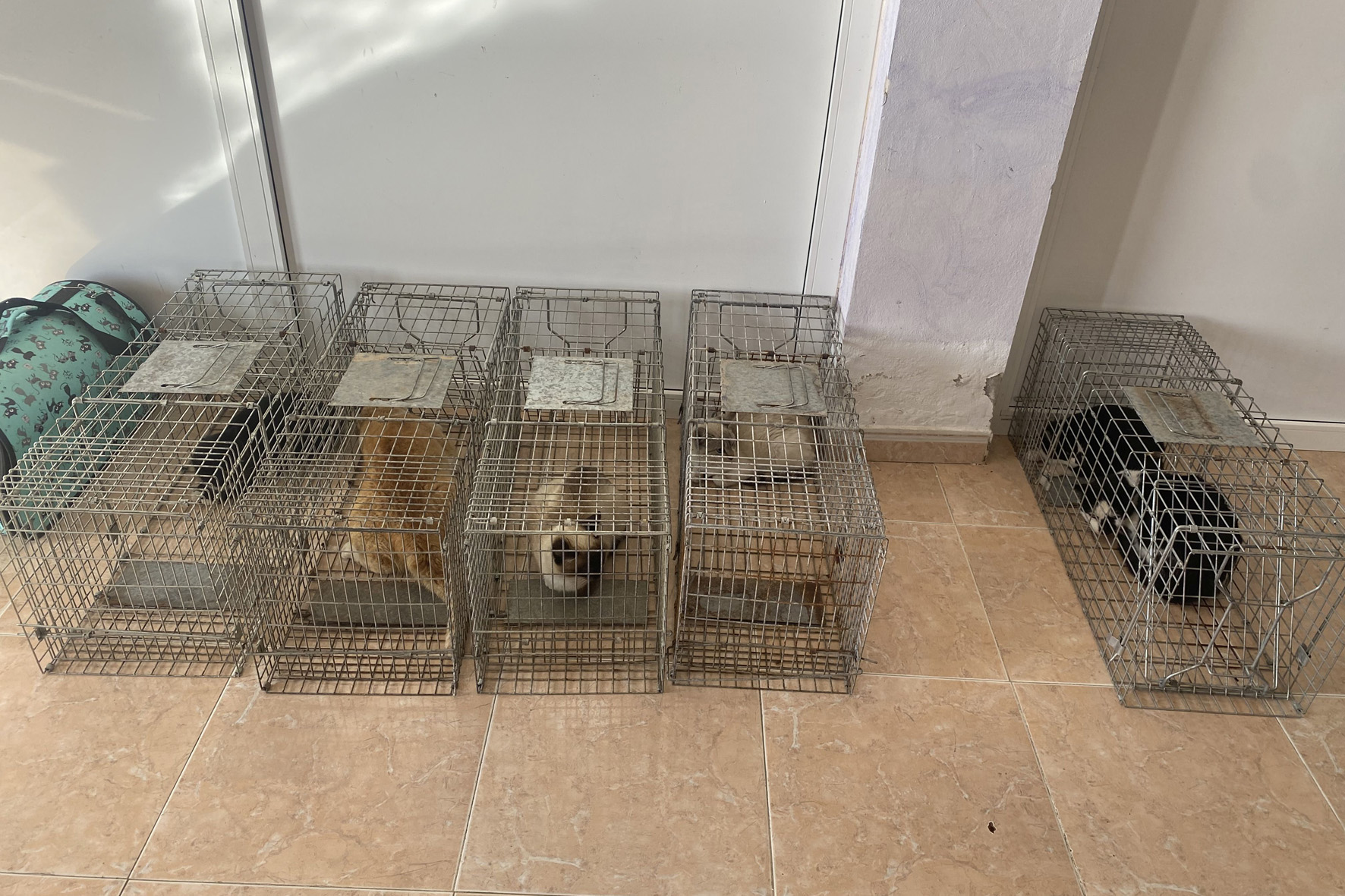 El Pinar pone en marcha una nueva campaña de esterilización de gatos 